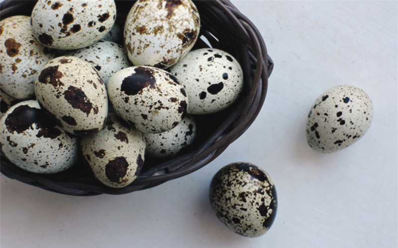 Trứng chim cút có trong suất ăn trường học